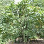 Acer Flabellatum — photo 2