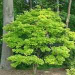 Acer Shirasawanum 'Aureum' — photo 1