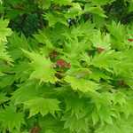 Acer Shirasawanum 'Aureum' — photo 2
