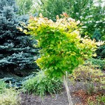 Acer Shirasawanum 'Aureum' — photo 3