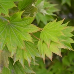 Acer Shirasawanum 'Aureum' — photo 4