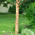 Acer Griseum X 'Nikoense' — photo 1