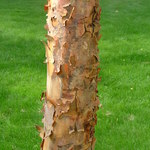 Acer Griseum X 'Nikoense' — photo 2