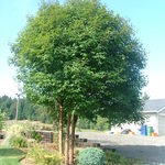 Acer Griseum X 'Nikoense' — photo 3