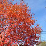 Acer Griseum X 'Nikoense' — photo 4