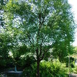 Acer Griseum X 'Nikoense' — photo 5