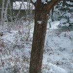 Acer Griseum X 'Nikoense' — photo 6