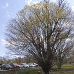 Acer Platanoides 'Globosum' — photo 1
