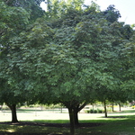 Acer Platanoides 'Globosum' — photo 2