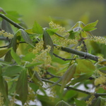 Acer Henryi — photo 1