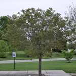 Acer Henryi — photo 2
