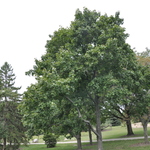 Acer Platanoides 'Jade Glen' — photo 1