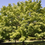 Acer Platanoides 'Jade Glen' — photo 2