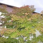 Acer Japonicum 'Aconitifolium' — photo 3