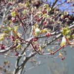 Acer Japonicum 'Aconitifolium' — photo 4