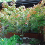 Acer Japonicum 'Aconitifolium' — photo 5