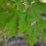 Acer Saccharum 'John Pair' — photo 1