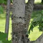 Acer Saccharum 'John Pair' — photo 2