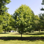 Acer Saccharum 'John Pair' — photo 3
