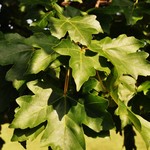 Acer Miyabei 'Morton' — photo 1