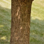 Acer Miyabei 'Morton' — photo 2