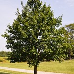 Acer Miyabei 'Morton' — photo 3