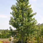 Acer Miyabei 'Morton' — photo 4