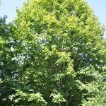 Acer Sacc. 'Green column' — photo 1