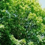 Acer Sacc. 'Green column' — photo 2