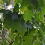 Acer Sacc. 'Green column' — photo 3
