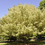 Acer negundo 'Variegatum' — photo 1