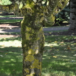 Acer negundo 'Variegatum' — photo 2