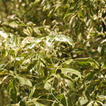 Acer negundo 'Variegatum' — photo 3
