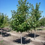 Acer Rubrum 'Somerset' — photo 1