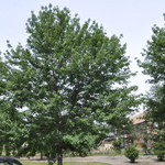 Acer Rubrum 'Somerset' — photo 2