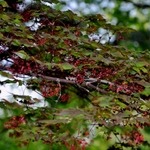 Acer Palmatum 'Akegarasu' — photo 1