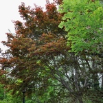 Acer Palmatum 'Akegarasu' — photo 2