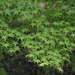 Acer Palmatum 'Aureo Variegatum' — photo 3