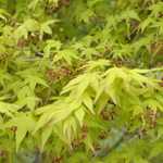 Acer Palmatum 'Calico' — photo 1