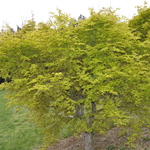 Acer Palmatum 'Calico' — photo 2
