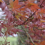 Acer Palmatum 'Chikushigata' — photo 1