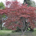 Acer Palmatum 'Chikushigata' — photo 2