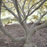 Acer Palmatum 'Chikushigata' — photo 3
