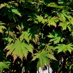 Acer Palmatum 'Ed Wood' — photo 1