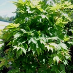 Acer Palmatum 'Ed Wood' — photo 2