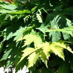 Acer Palmatum 'Ed Wood' — photo 3