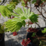 Acer Palmatum 'Ed Wood' — photo 4
