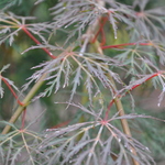 Acer Palmatum 'Emerald Lace' — photo 1