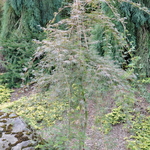 Acer Palmatum 'Emerald Lace' — photo 2