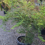 Acer Palmatum 'Emerald Lace' — photo 3